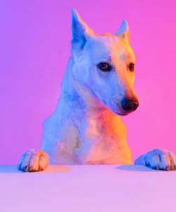 Portrait of purebred dog, White Shepherd isolated over studio background in neon gradient pink light filter. Concept of motion, action, pets love, animal life. Copy space for ad. Looks sweet, happy