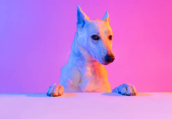 Portrait of purebred dog, White Shepherd isolated over studio background in neon gradient pink light filter. Concept of motion, action, pets love, animal life. Copy space for ad. Looks sweet, happy