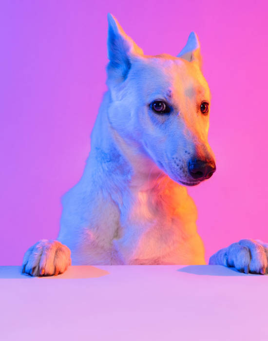 Portrait of purebred dog, White Shepherd isolated over studio background in neon gradient pink light filter. Concept of motion, action, pets love, animal life. Copy space for ad. Looks sweet, happy